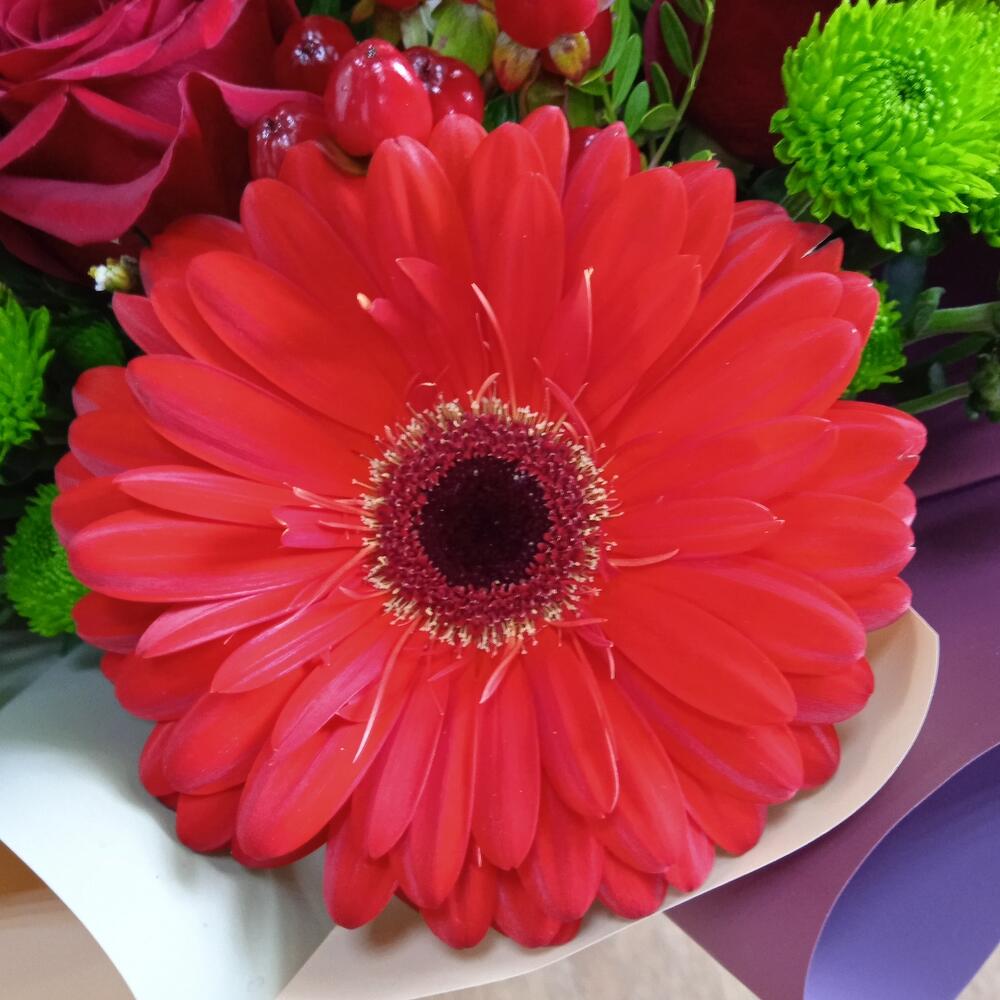 мини хризантемой мини хризантемой